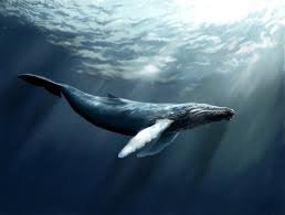 Excursion Whale Watching + Cayo Levantado from Punta Cana/Cap Cana (Private Tour ) - Image 12